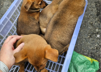 베트남 귀여운 동물들❤️